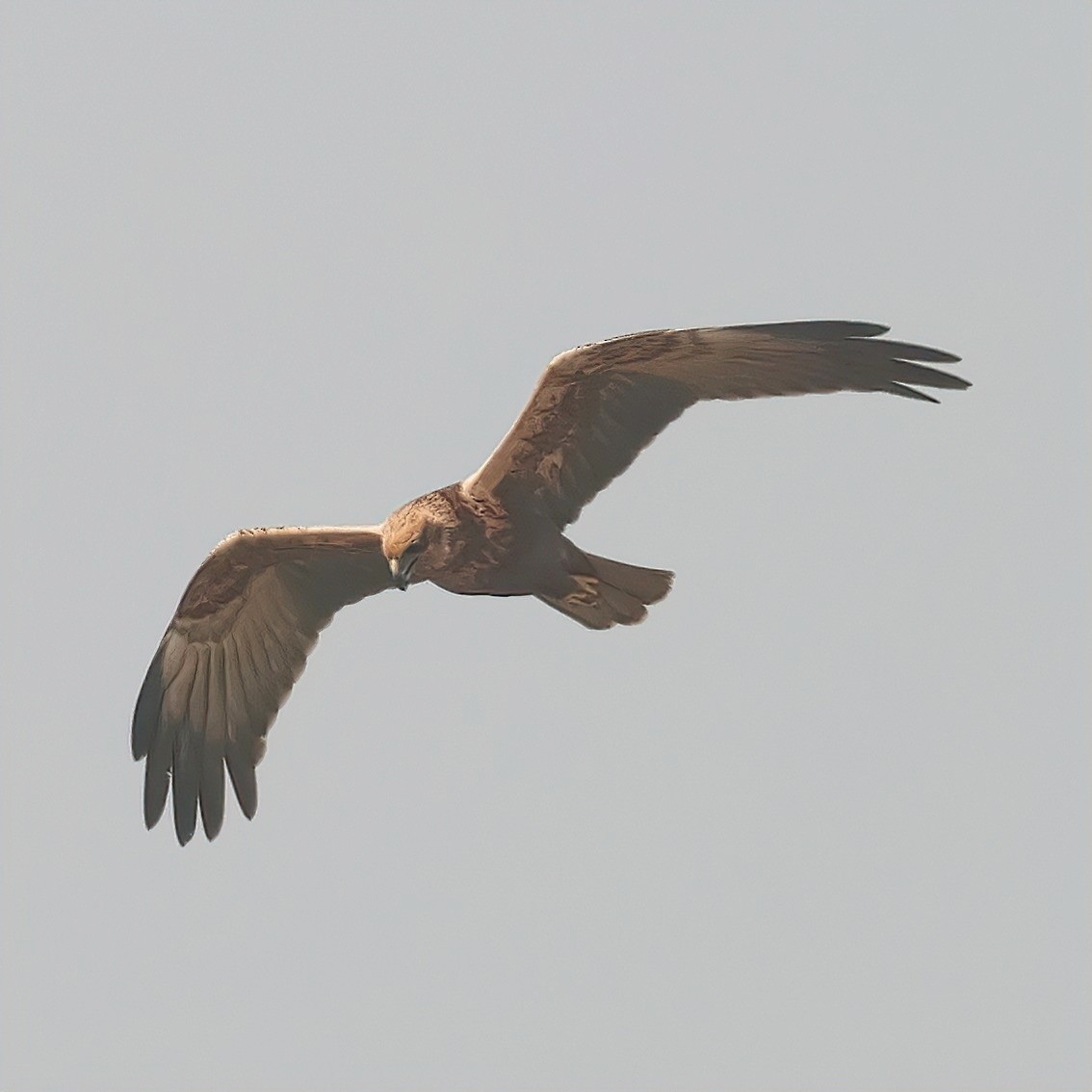 Western Marsh Harrier - ML545029371
