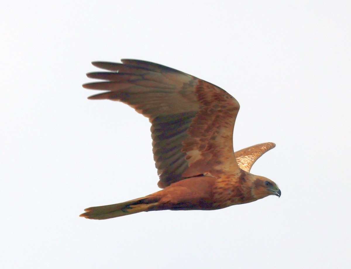 Western Marsh Harrier - ML545029381