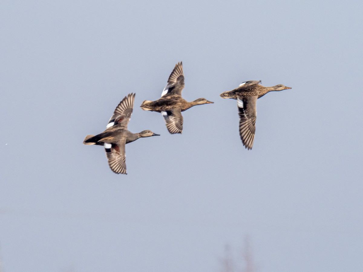 Gadwall - ML545029541