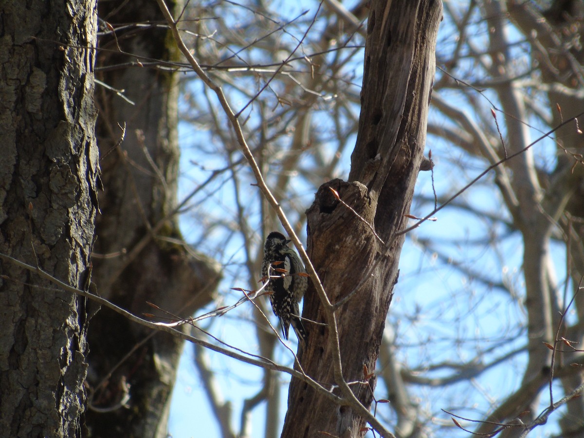 Yellow-bellied Sapsucker - ML54503071