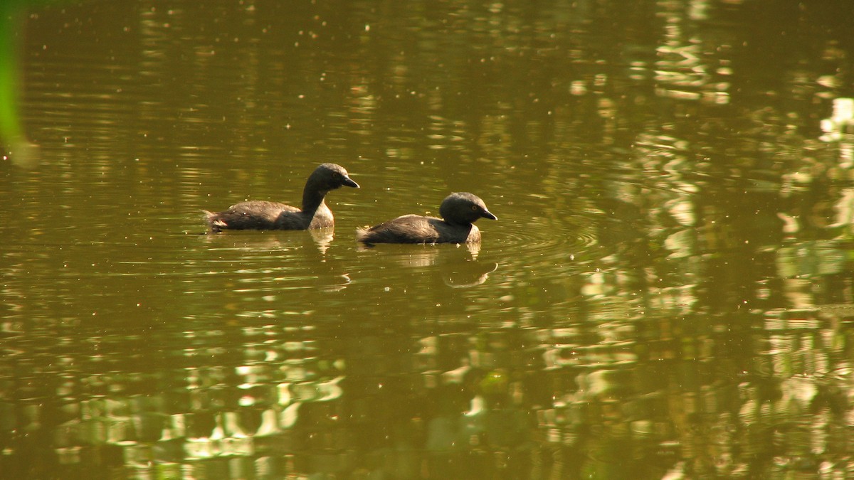 Least Grebe - ML545030961