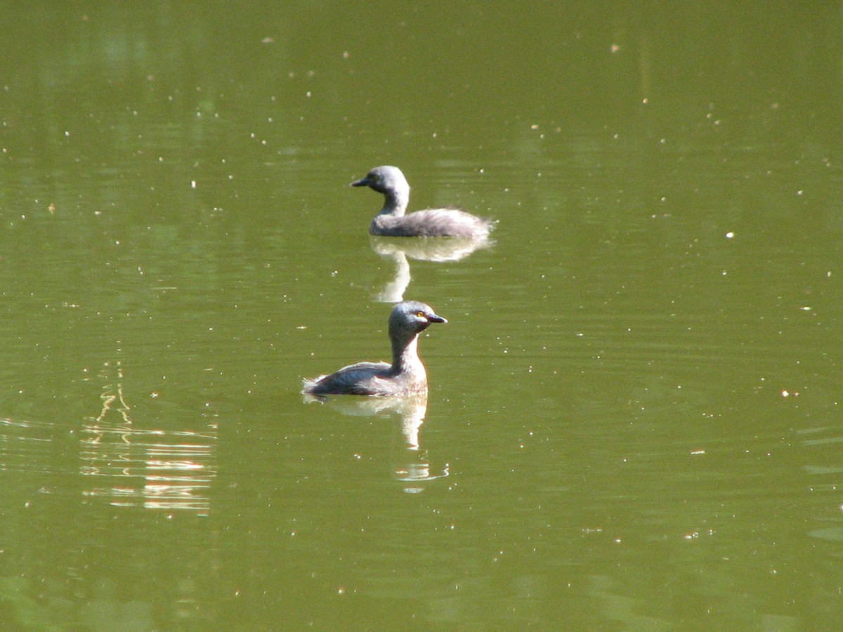 Least Grebe - ML545031061