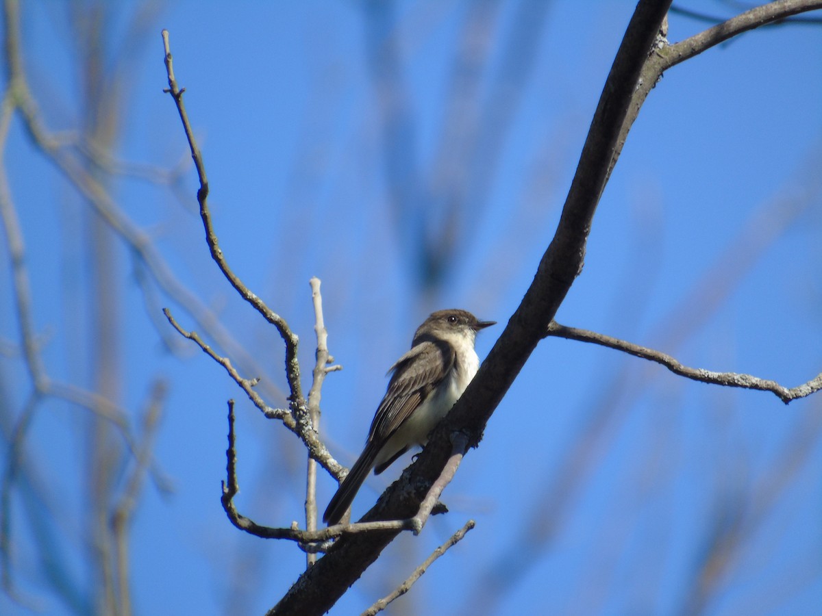 Eastern Phoebe - ML54503121