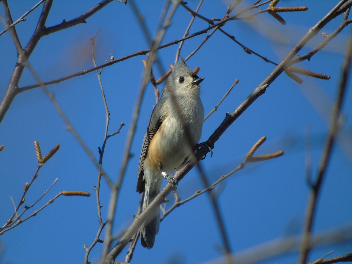 Mésange bicolore - ML54503171