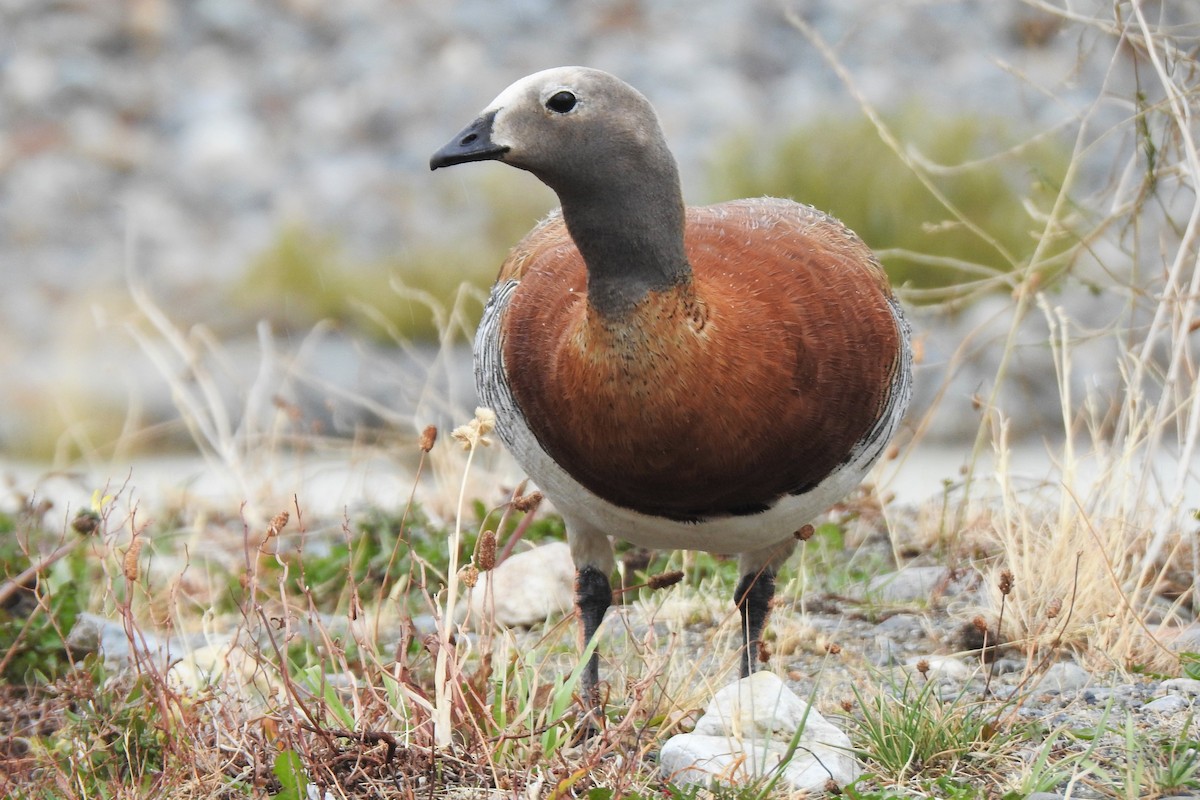 Ashy-headed Goose - ML545032841