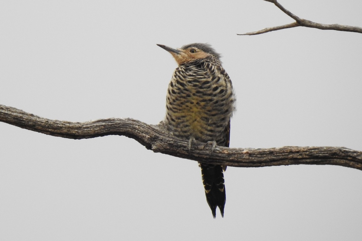 Chilean Flicker - ML545032891