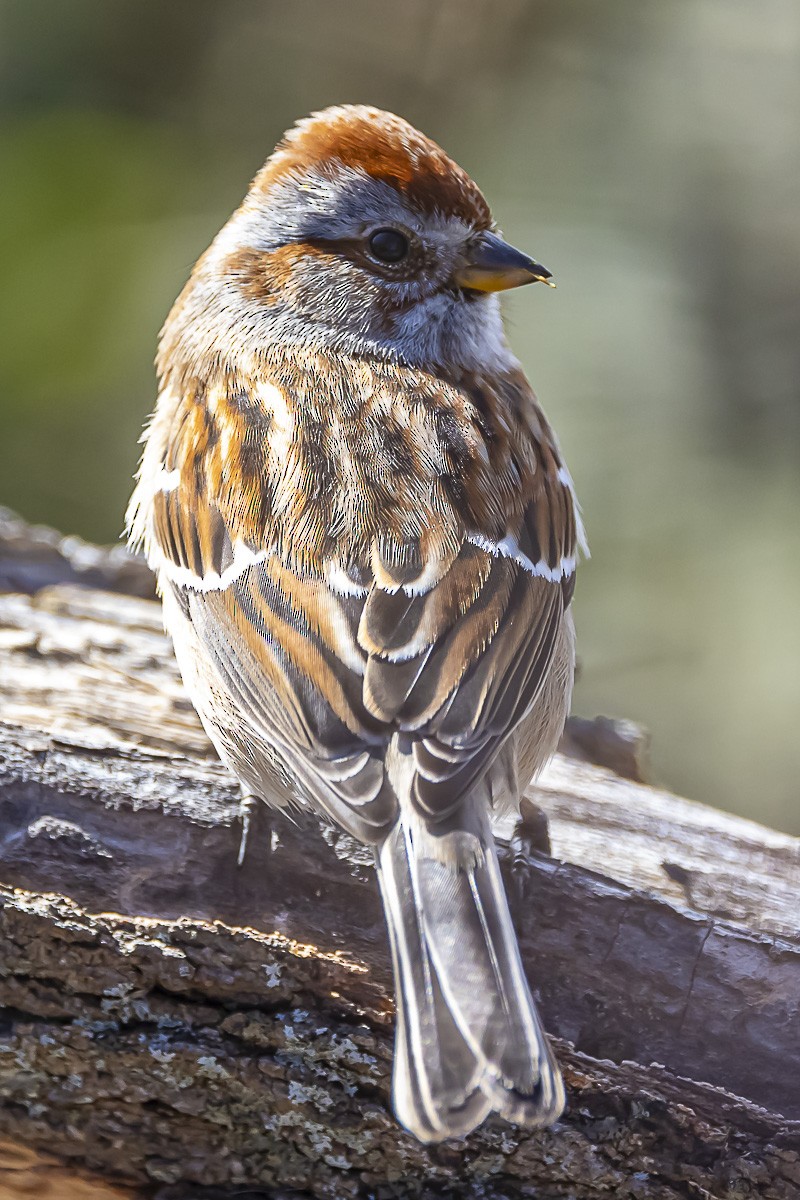 American Tree Sparrow - ML545032931