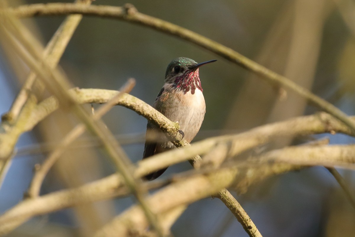 Calliope Hummingbird - Chris Rasmussen