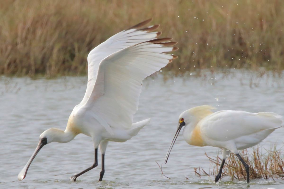 Black-faced Spoonbill - ML545034451