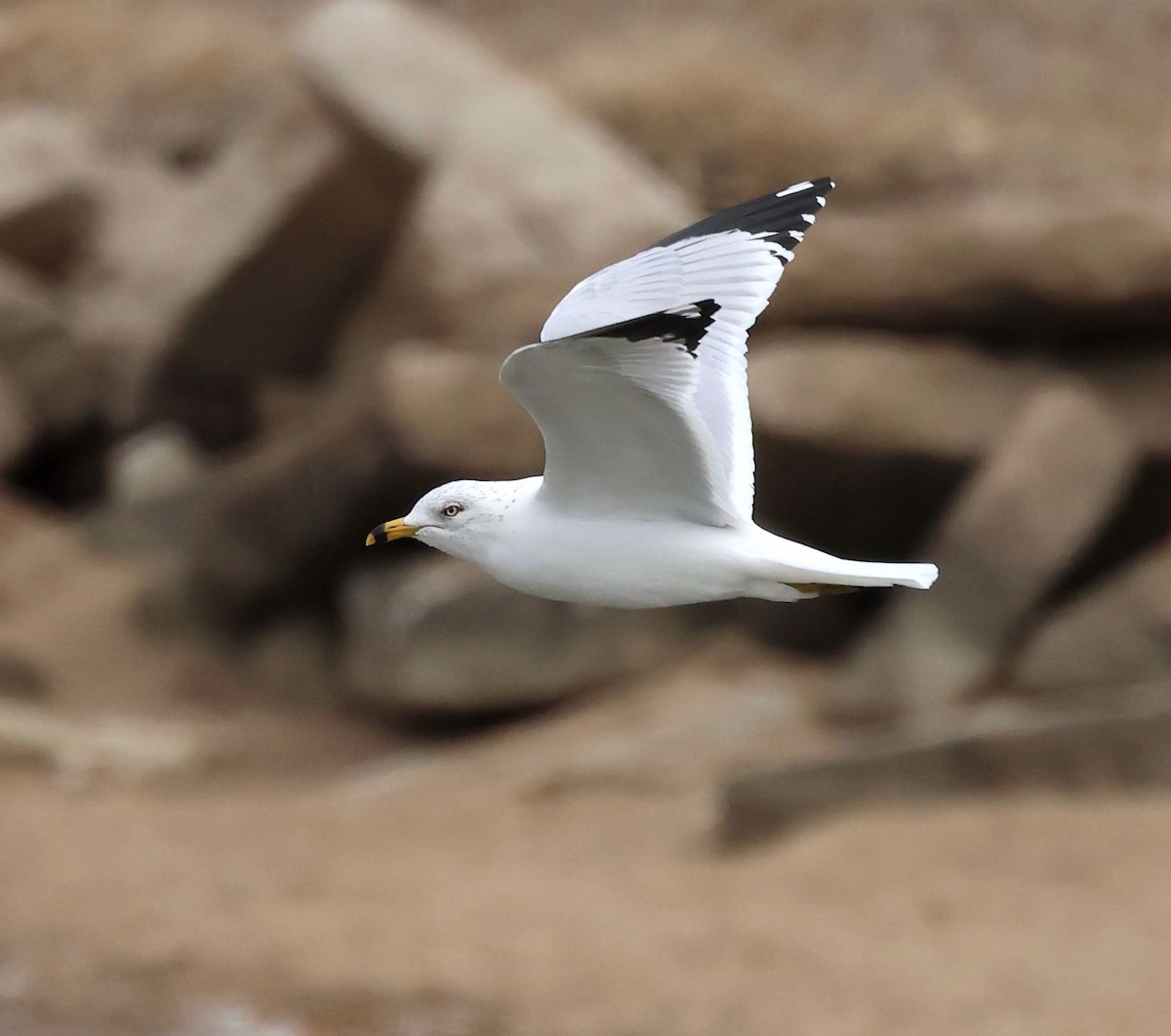 Ring-billed Gull - ML545034821