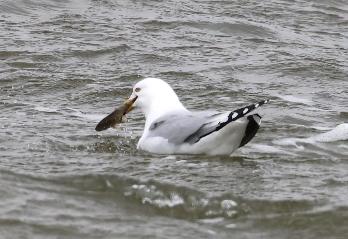 Ring-billed Gull - ML545034841