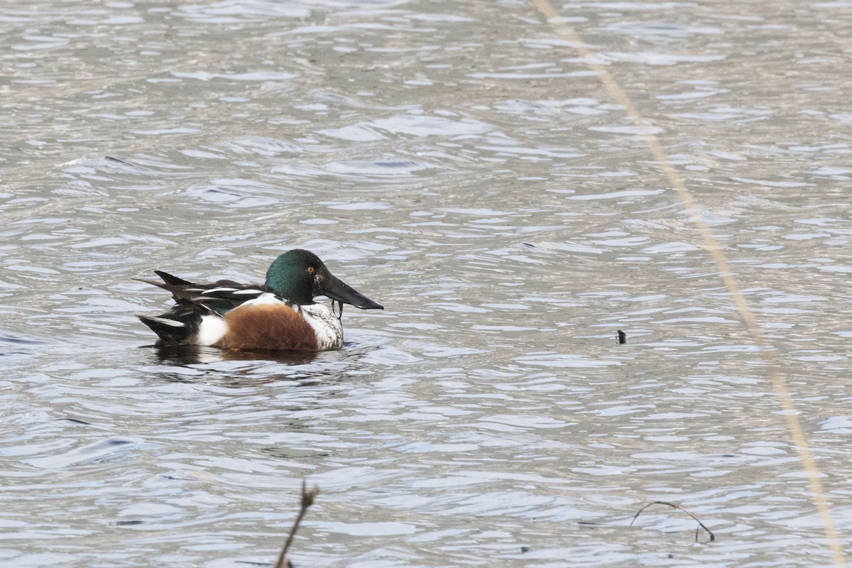 Northern Shoveler - ML545034851