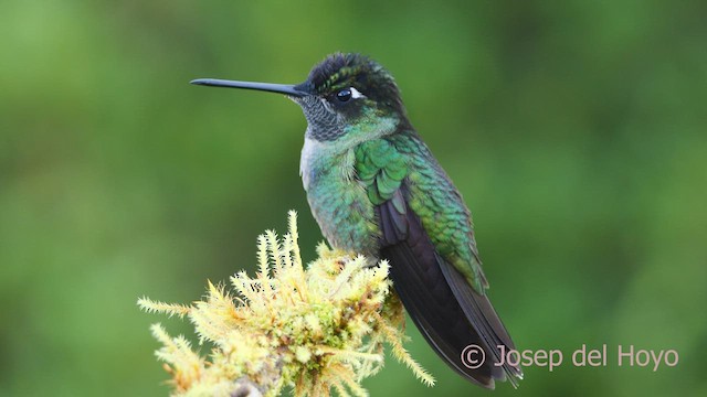 Colibri de la Talamanca - ML545035051