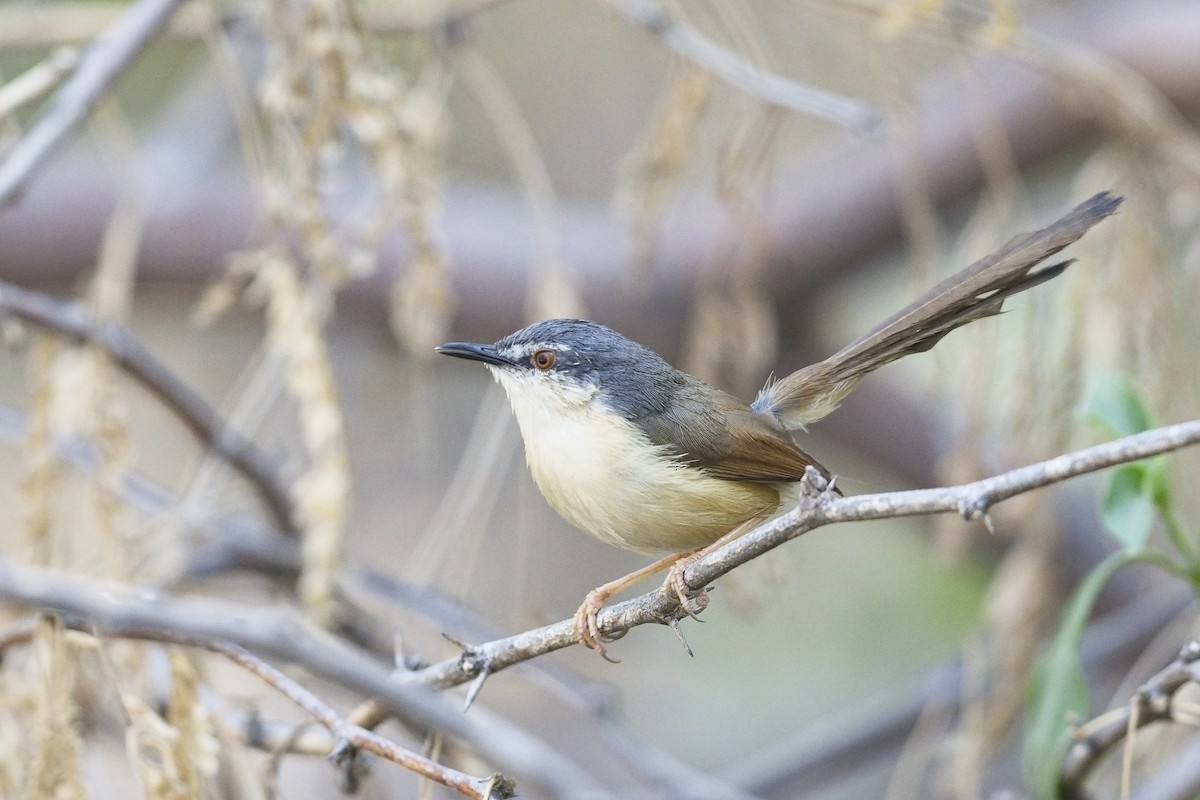 Ashy Prinia - ML545035761