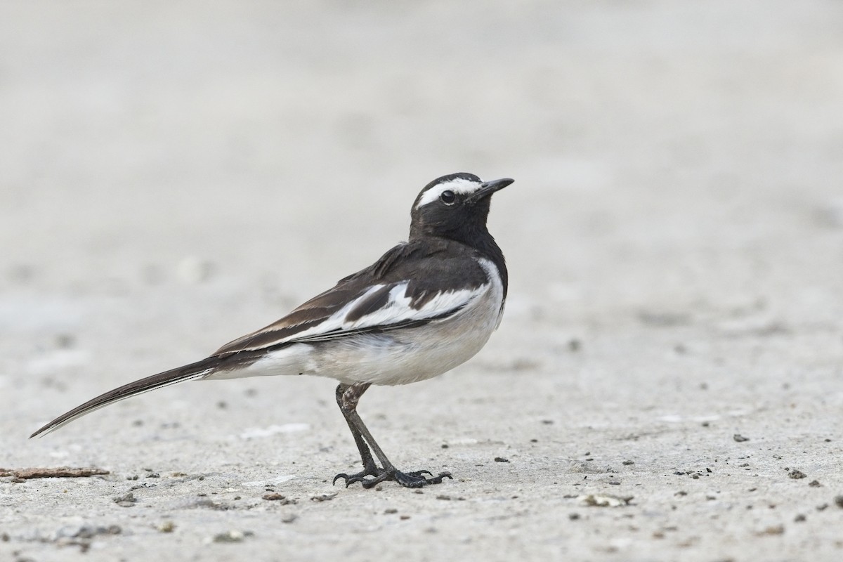 White-browed Wagtail - Cody Matheson