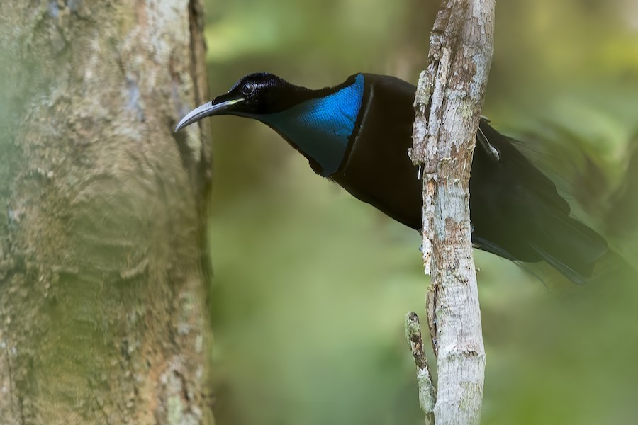Growling Riflebird - eBird