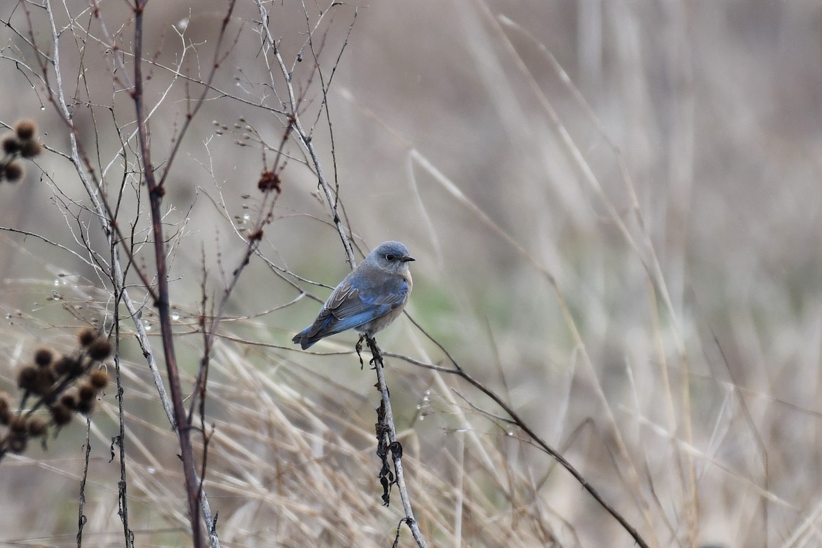 Western Bluebird - ML545038511