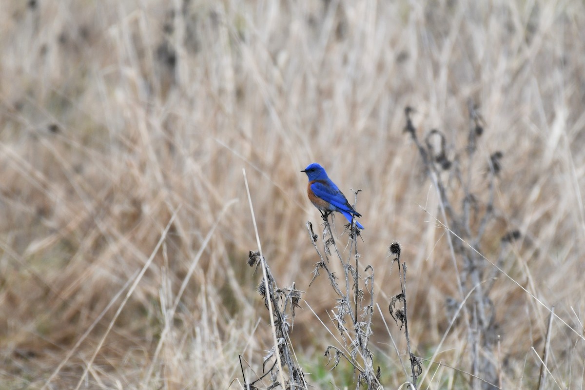 Western Bluebird - ML545038681