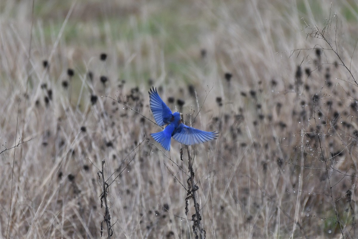 Western Bluebird - ML545038831