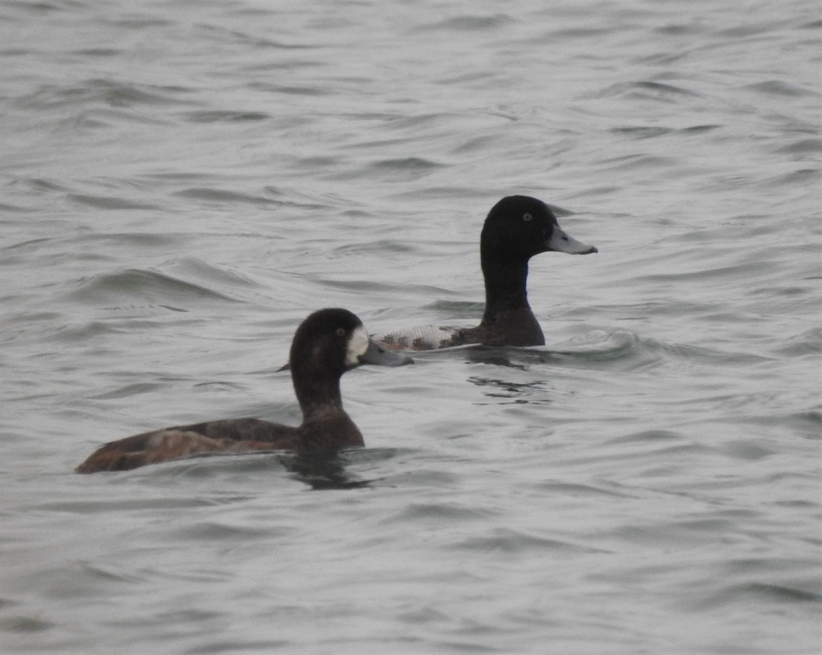 Greater Scaup - ML545038851