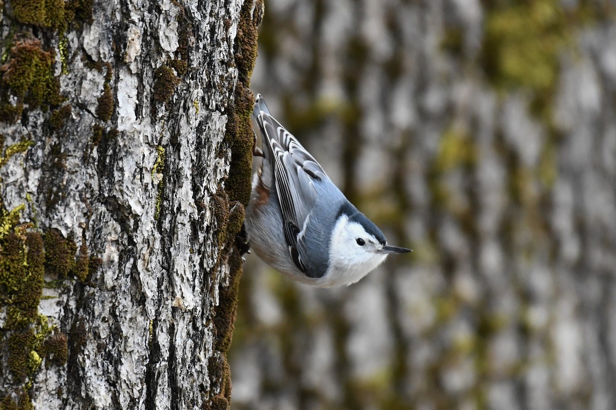 White-breasted Nuthatch - ML545038981