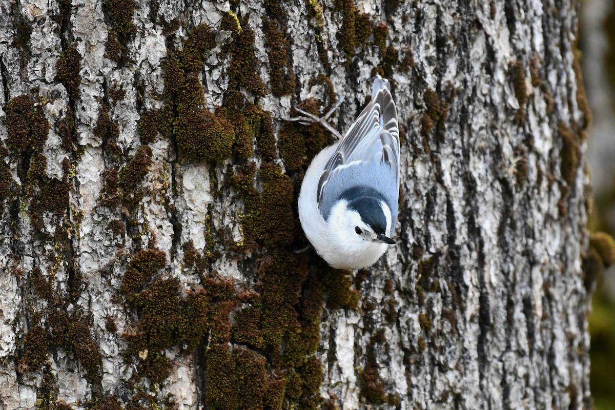 White-breasted Nuthatch - ML545039001