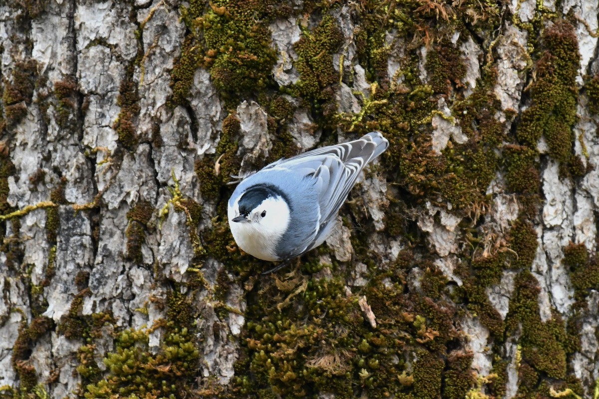 White-breasted Nuthatch - ML545039191