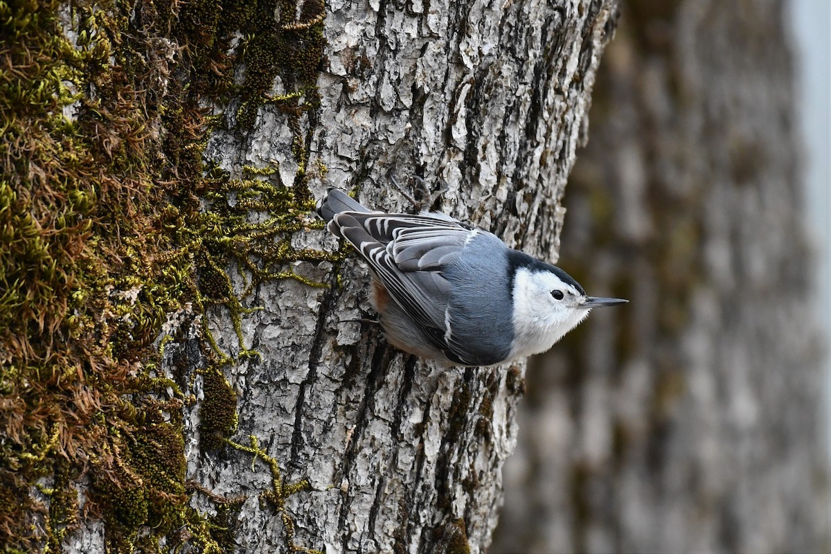 White-breasted Nuthatch - ML545039231