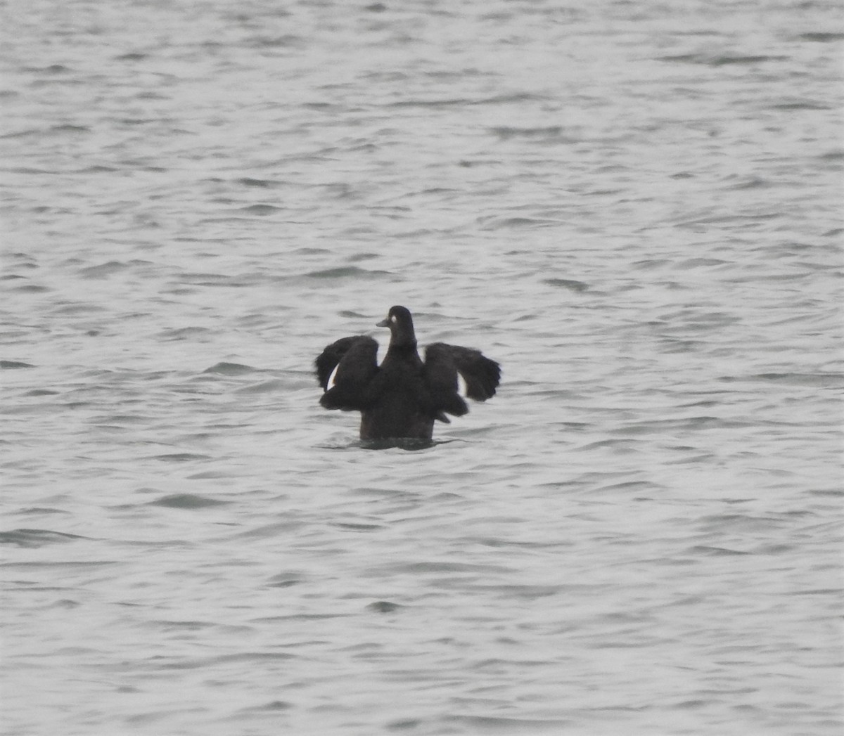 Velvet Scoter - ML545040231