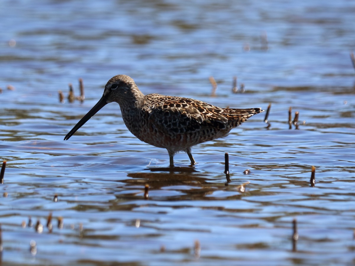 Short-billed/Long-billed Dowitcher - ML54504041