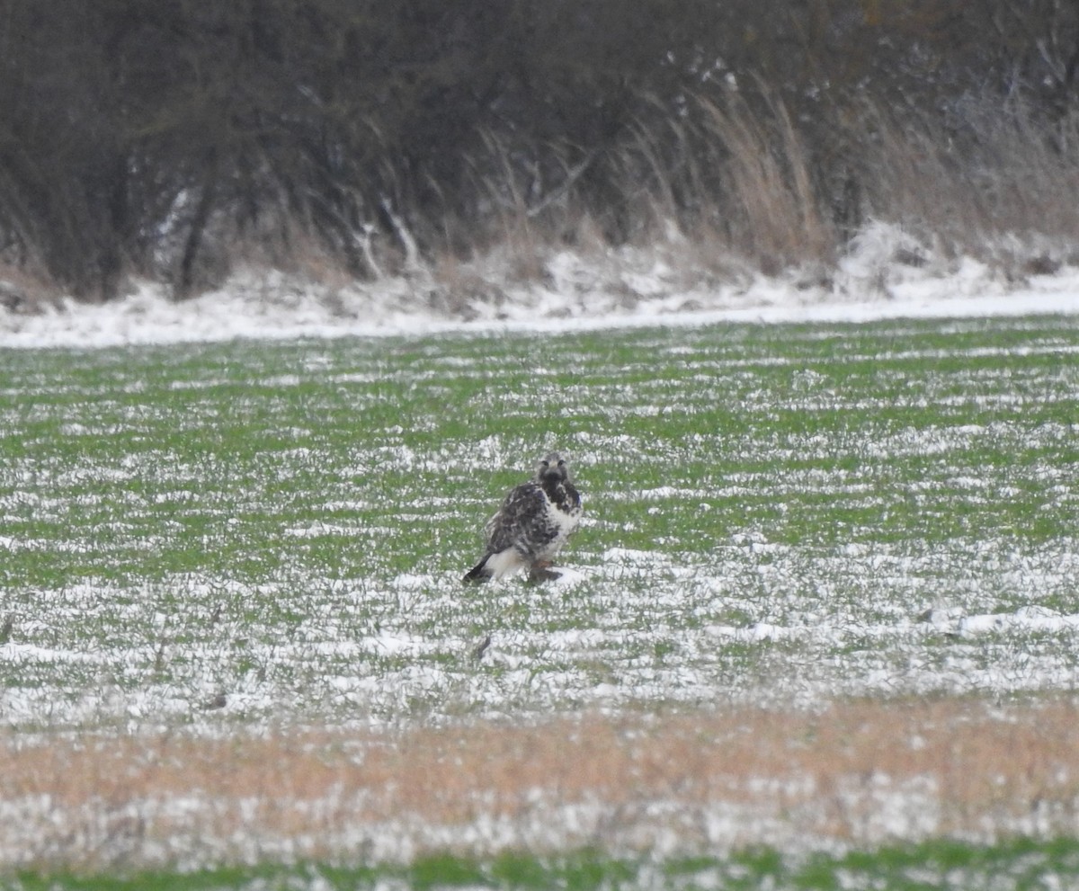 Rough-legged Hawk - Tomáš  Oplocký