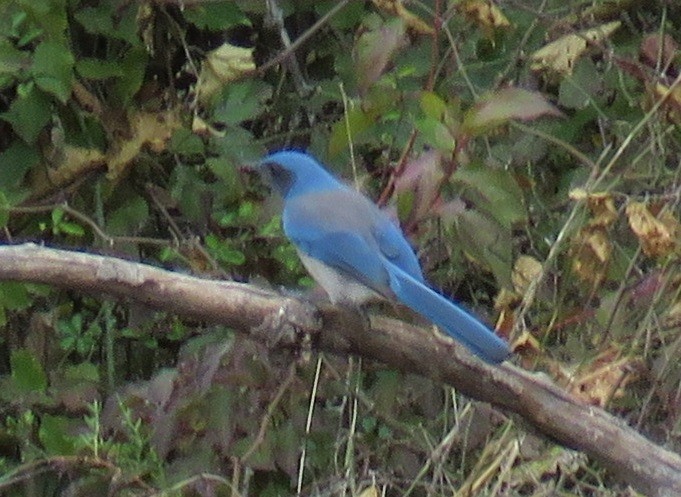 Woodhouse's Scrub-Jay - ML54504051