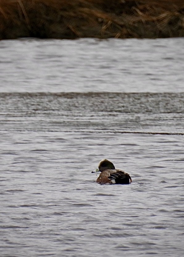 American Wigeon - ML545041001