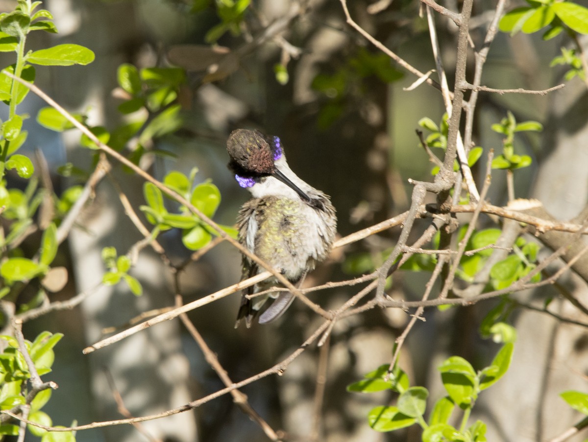 Black-chinned Hummingbird - William Brooks