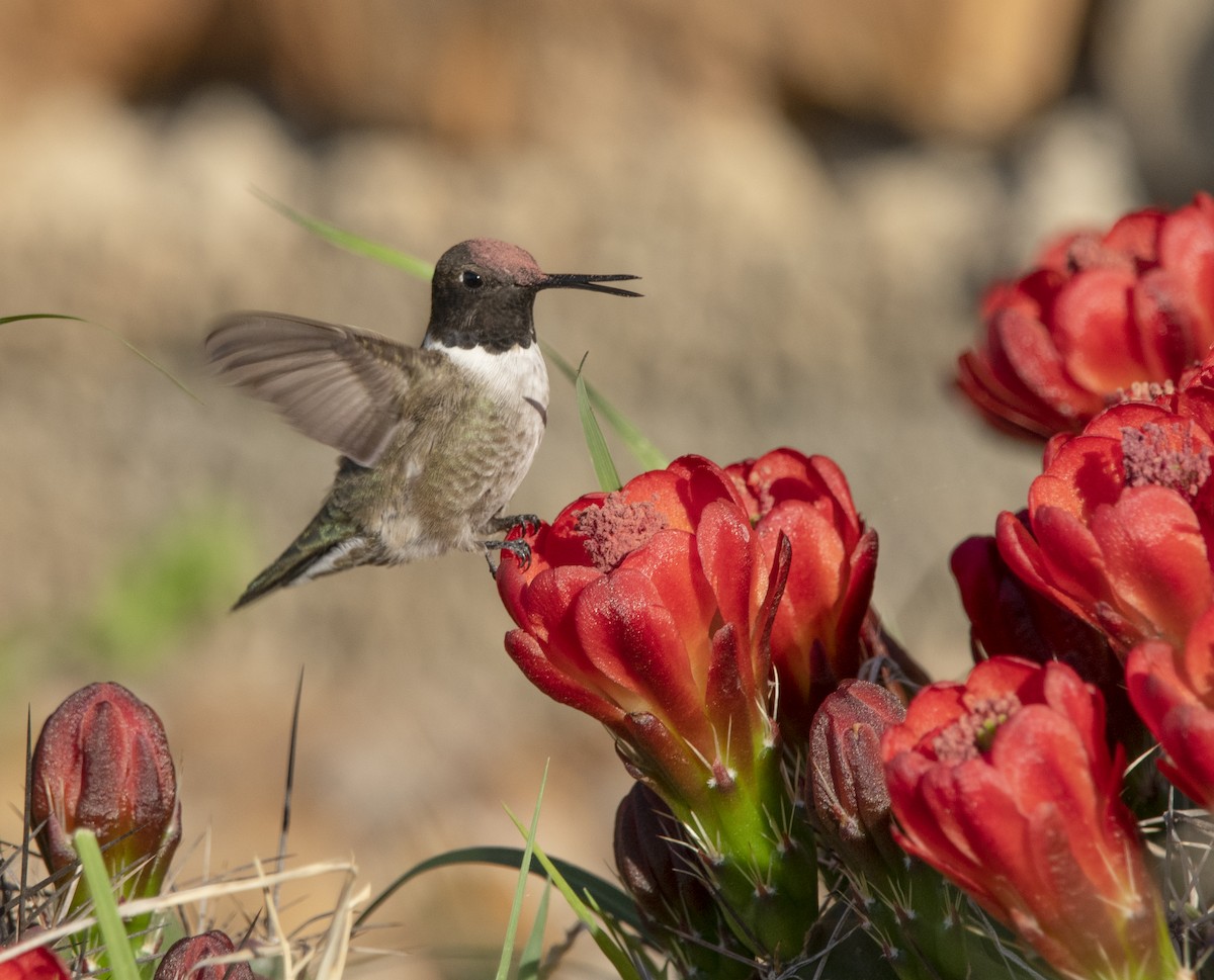 Black-chinned Hummingbird - William Brooks
