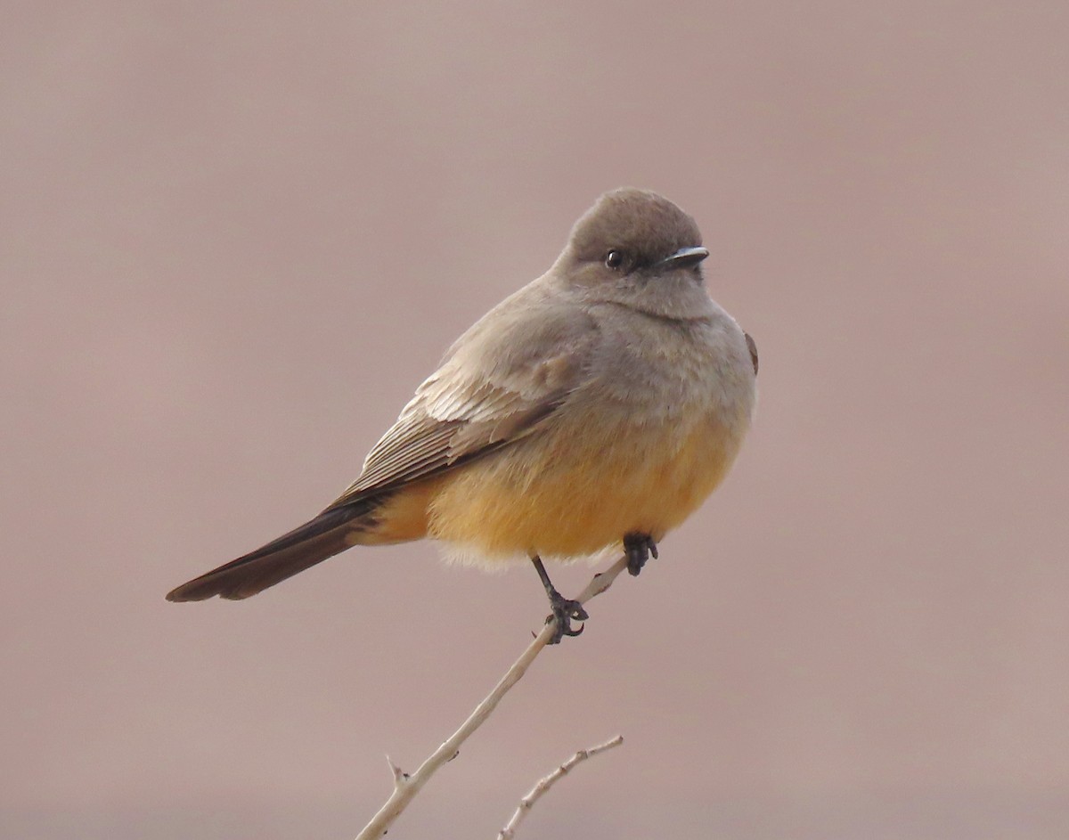 Say's Phoebe - Paul Bedell