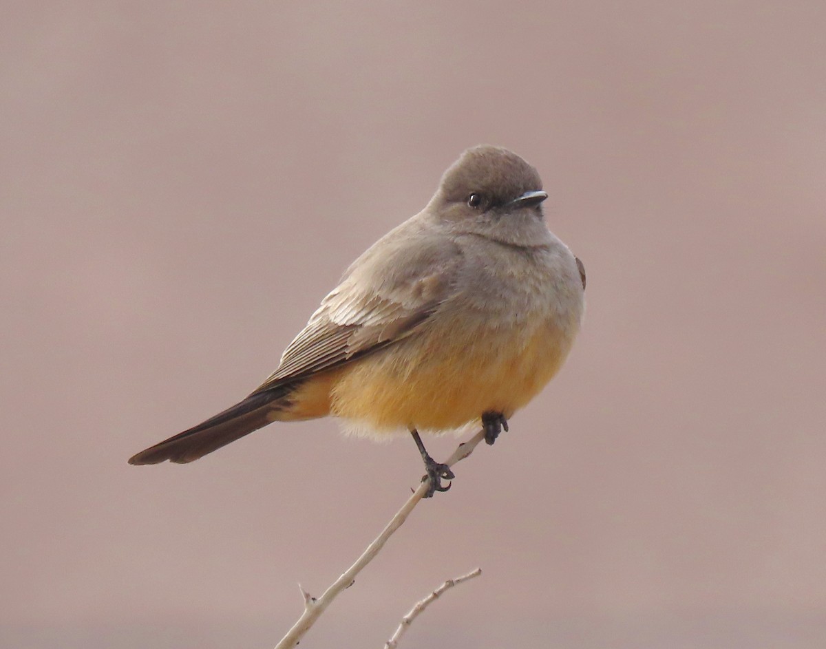 Say's Phoebe - ML545042001