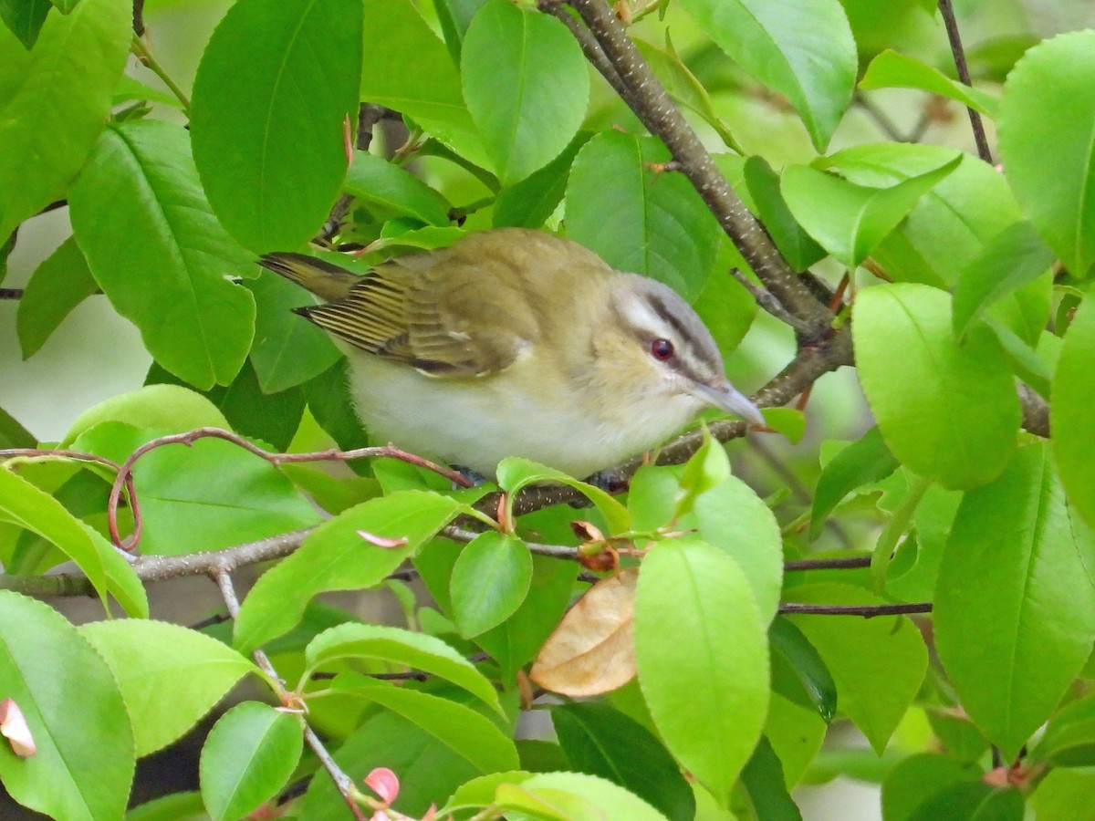 Red-eyed Vireo - C. Phillips