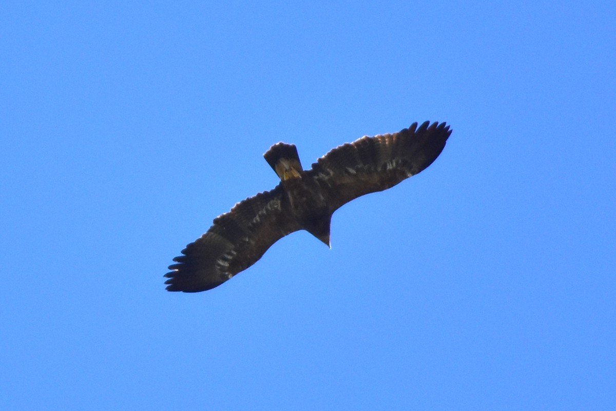 Steppe Eagle - ML545043481