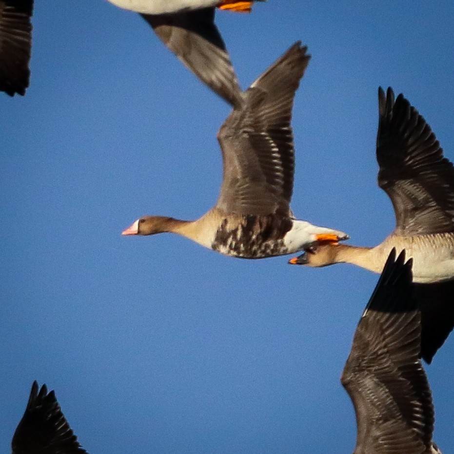 Antzara muturzuria - ML545044041