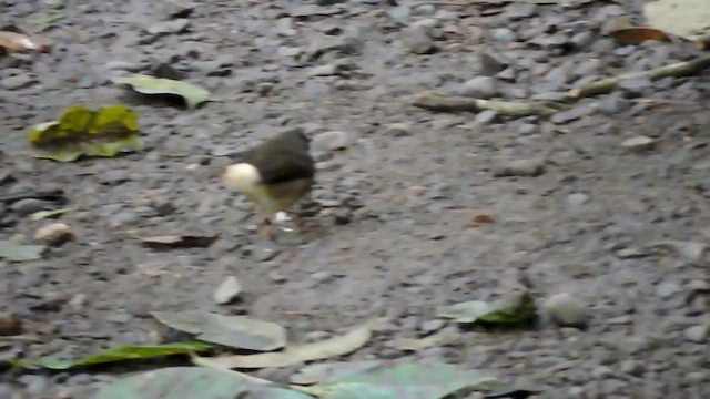 Buff-rumped Warbler - ML545044801