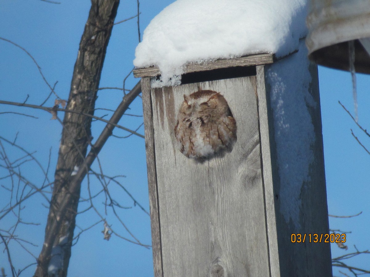 Eastern Screech-Owl - ML545045781