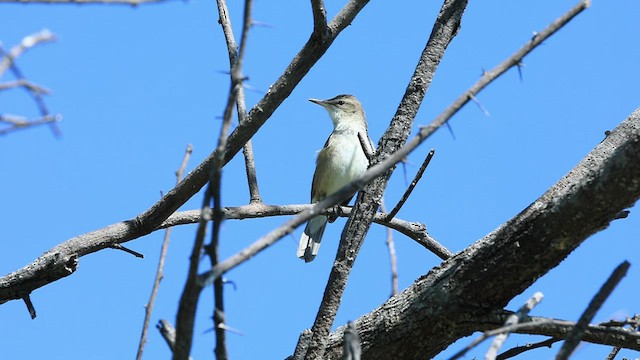 Clamorous Reed Warbler - ML545045871