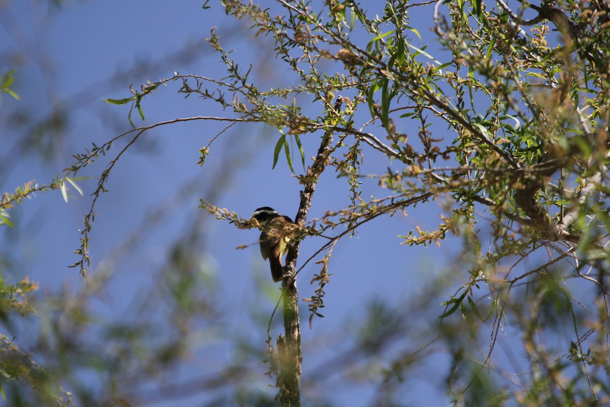 Great Kiskadee - Dave Cleary