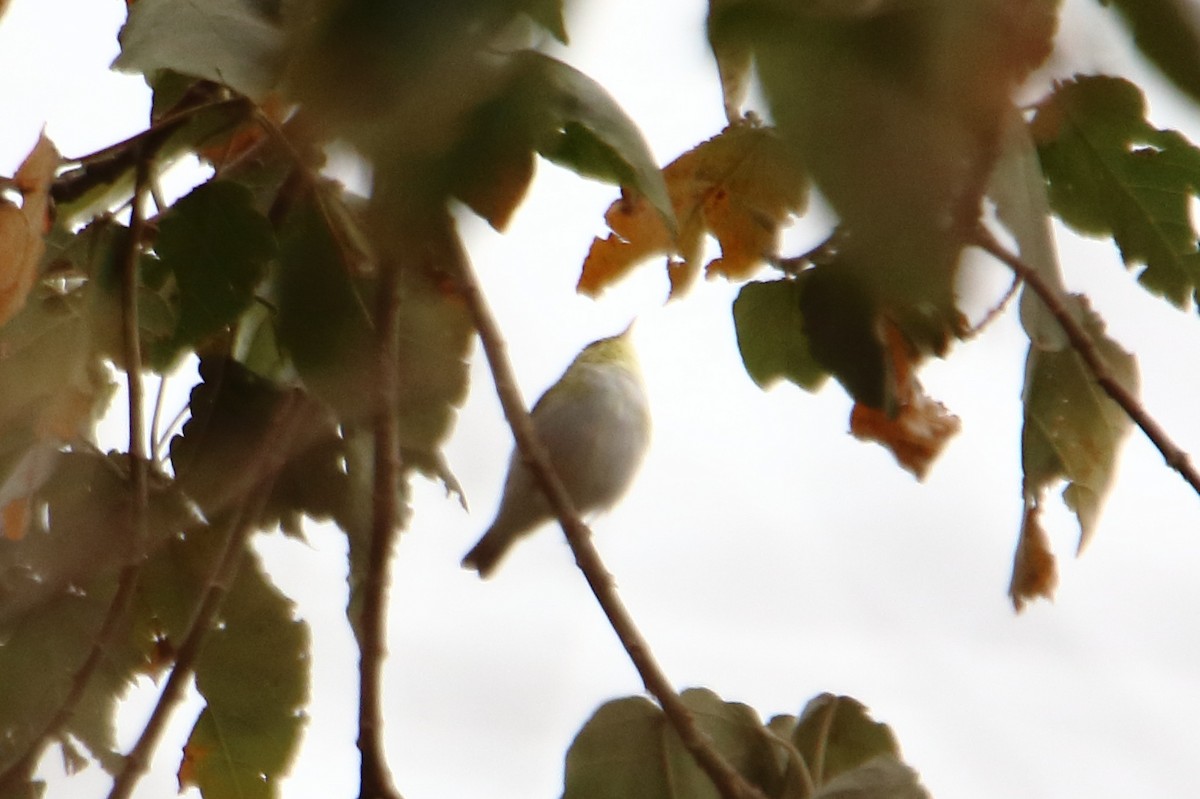 Mosquitero Silbador - ML545046651