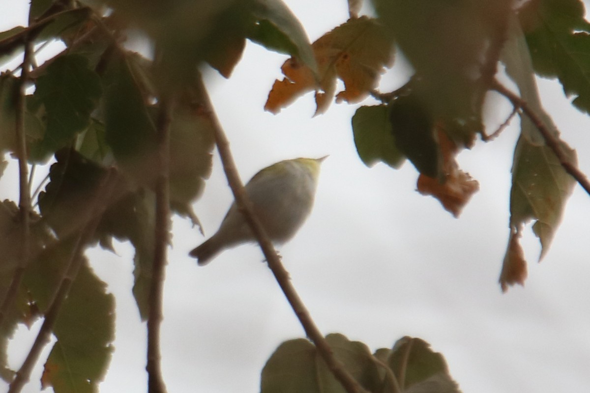 Wood Warbler - ML545046671