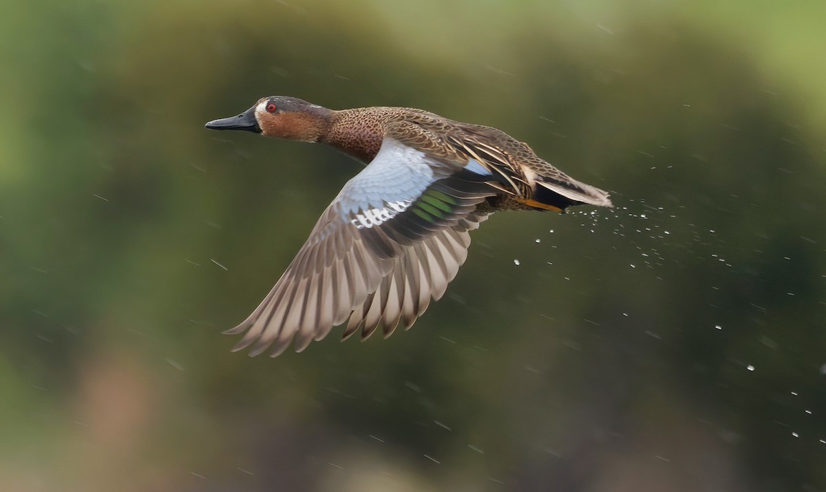 Blue-winged x Cinnamon Teal (hybrid) - ML545046991