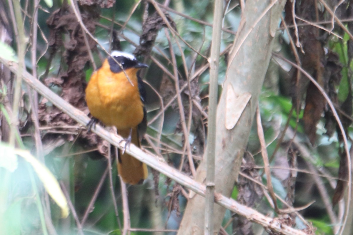 Snowy-crowned Robin-Chat - ML545047001