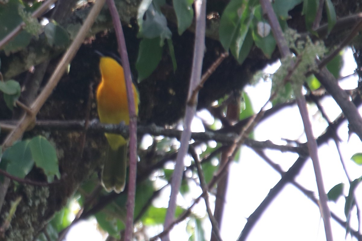 Black-fronted Bushshrike - ML545047461