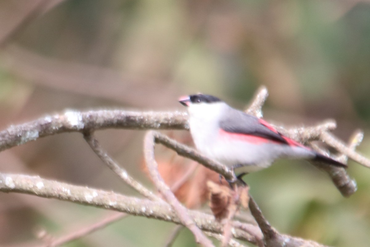 Black-crowned Waxbill - ML545047811